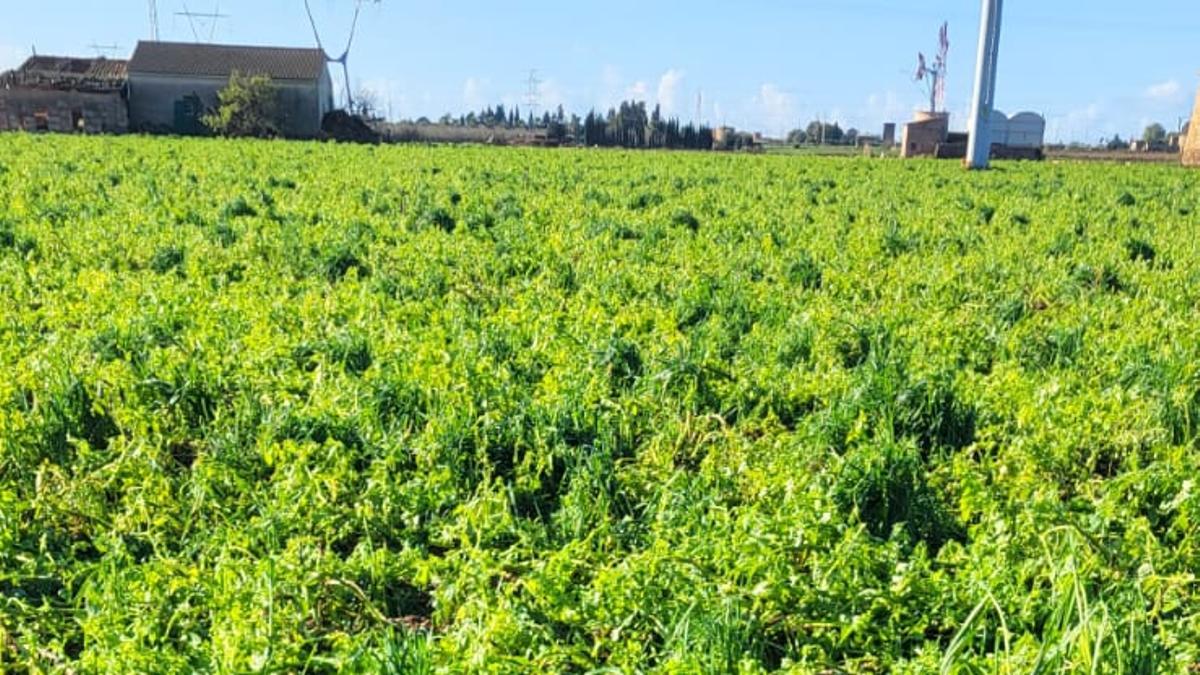 La granizada ha vuelto a afectar a las patatas de sa Pobla.