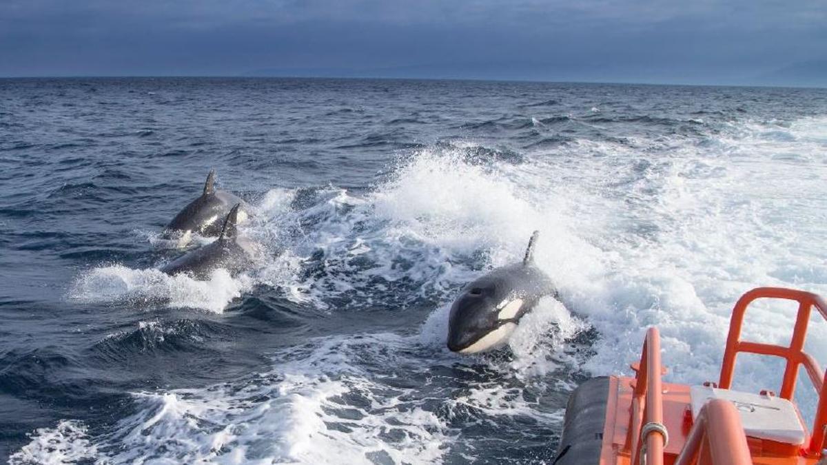 Orcas en el Estrecho.