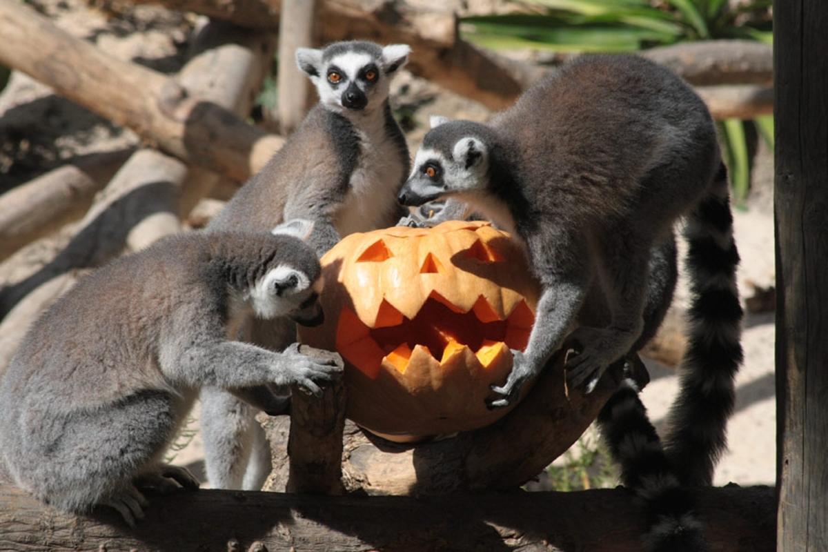 Lémures del zoo Selwo Aventura en Estepona celebrando Halloween, en una imagen promocional.