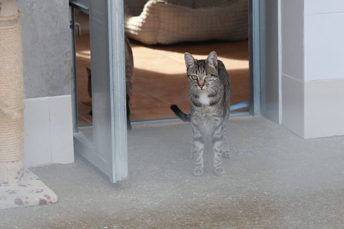 Fotogalería | Así es el nuevo albergue para animales de Cáceres