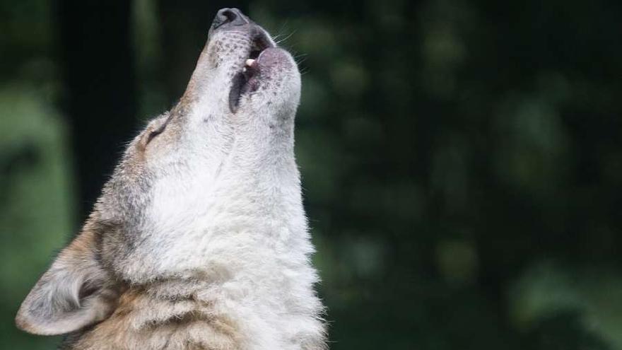 Un lobo en una imagen de archivo.