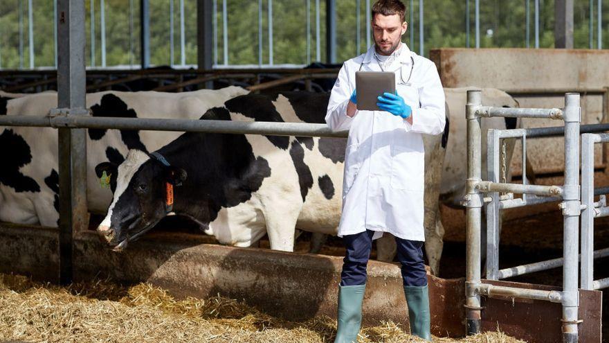 Un veterinario en una ganadería.