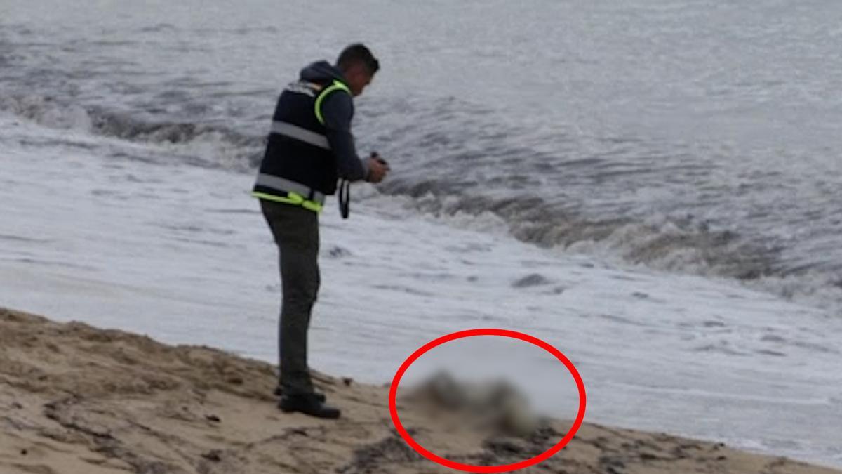 Aparecen restos humanos en descomposición en una playa de Mallorca