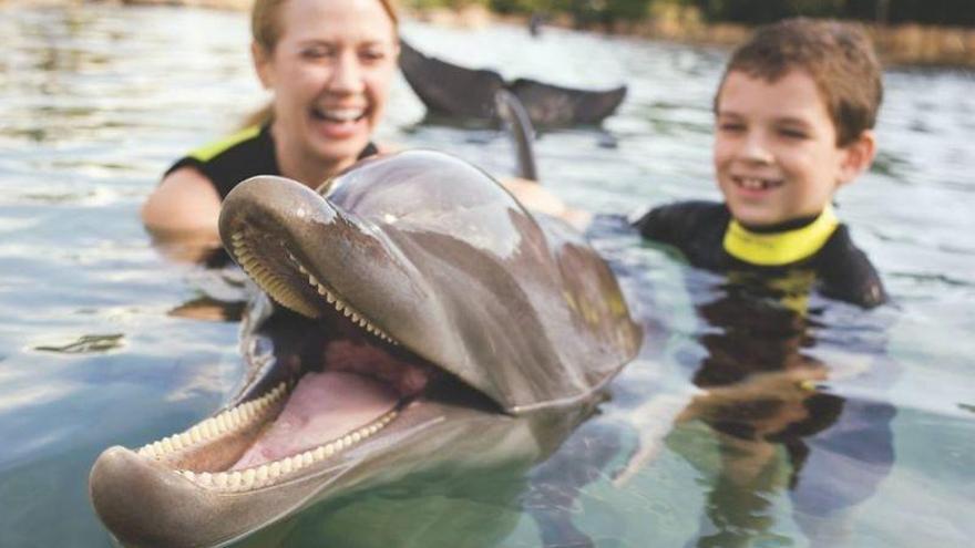 Discovery Cove, el primer parque acuático para personas con autismo