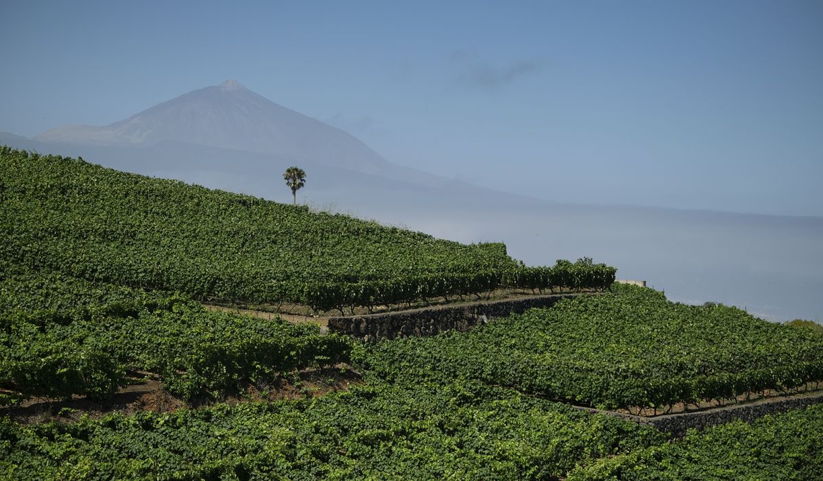 Bodegas Monje en El Sauzal con el Teide de fondo