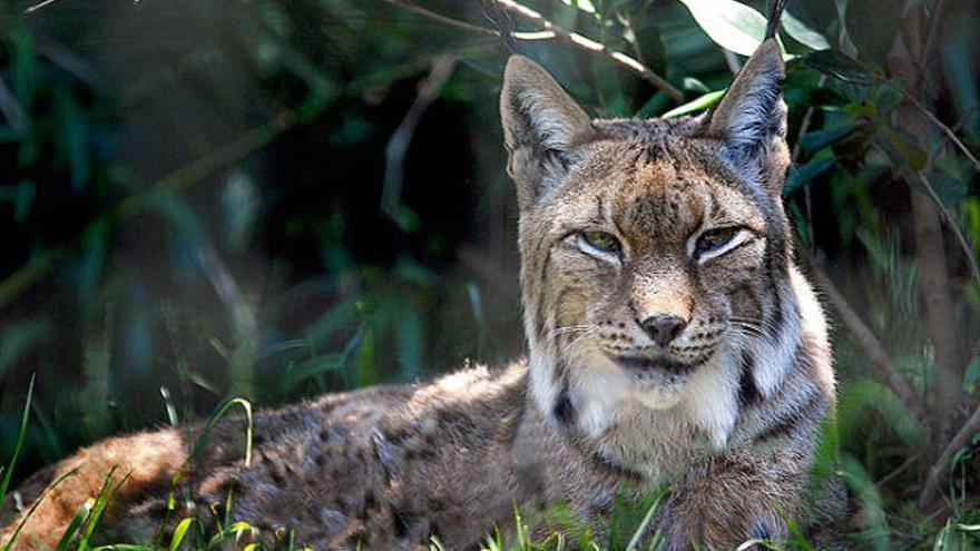 El linx boreal, una espècie extingida de la qual ara es manté la incertesa de la seva presència al Pirineu.