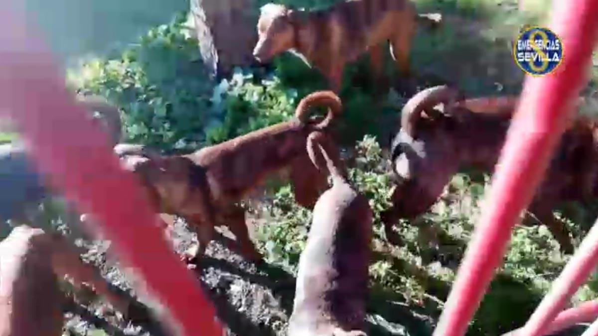 La policía busca al culpable de abandonar 18 cachorros de perro de raza peligrosa en un parque de Sevilla.