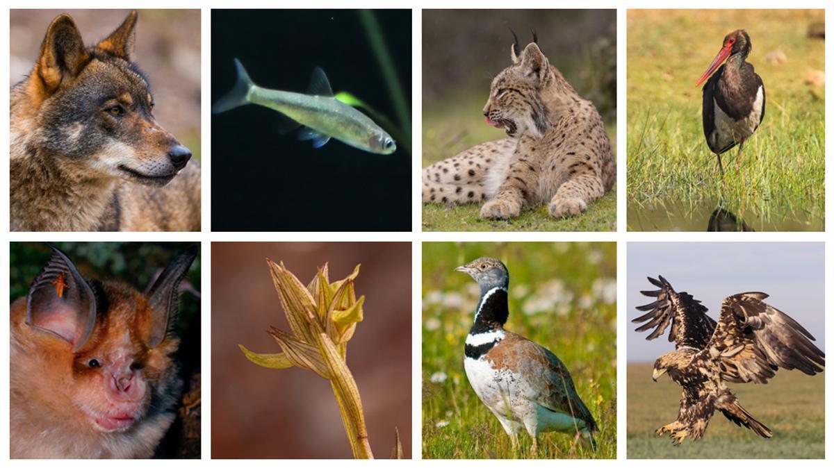 25 especies contra el reloj en Extremadura.