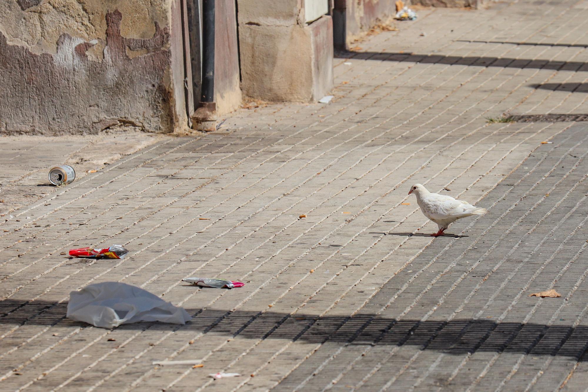 Quejas por la plaga de palomas en Miguel Hernández