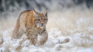 La reintroducció del linx nòrdic al Pirineu suma suports