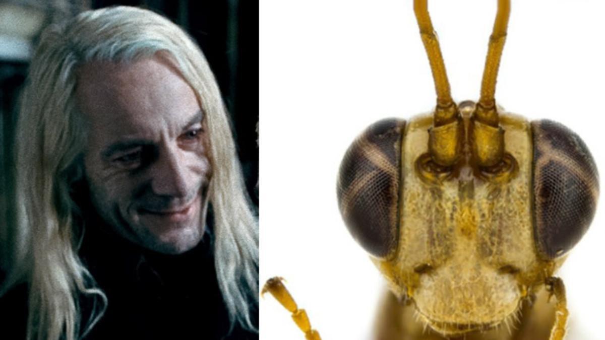 Jason Isaacs, intérprete de Lucius Malfoy en las películas de Harry potter, y la recién descubierta avispa ‘Lusius malfoyi’. Jason Isaacs, intérprete de Lucius Malfoy en las películas de Harry potter, y la recién descubierta avispa ‘Lusius malfoyi’.