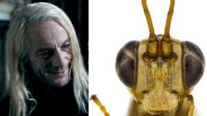  Jason Isaacs, intérprete de Lucius Malfoy en las películas de Harry potter, y la recién descubierta avispa ‘Lusius malfoyi’.