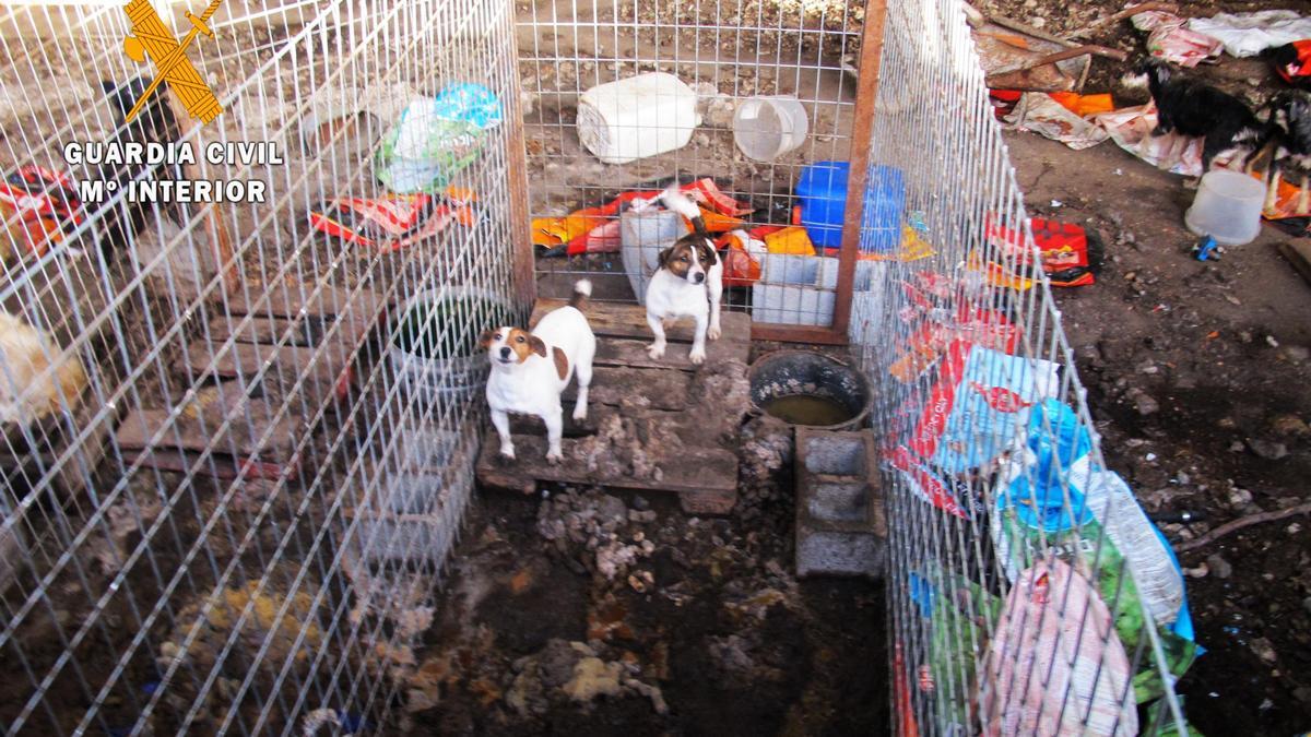 Imagen del lugar en el que vivían los perros en Peñaparda (Salamanca).