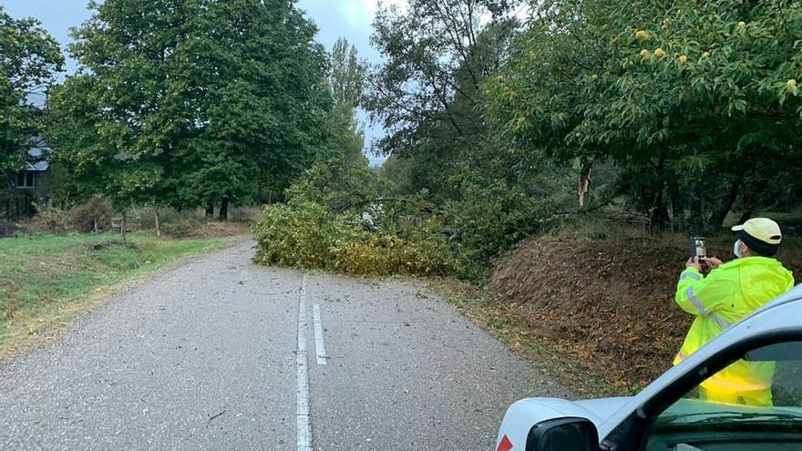 Árbol caído en la carretera ZA-V-2641