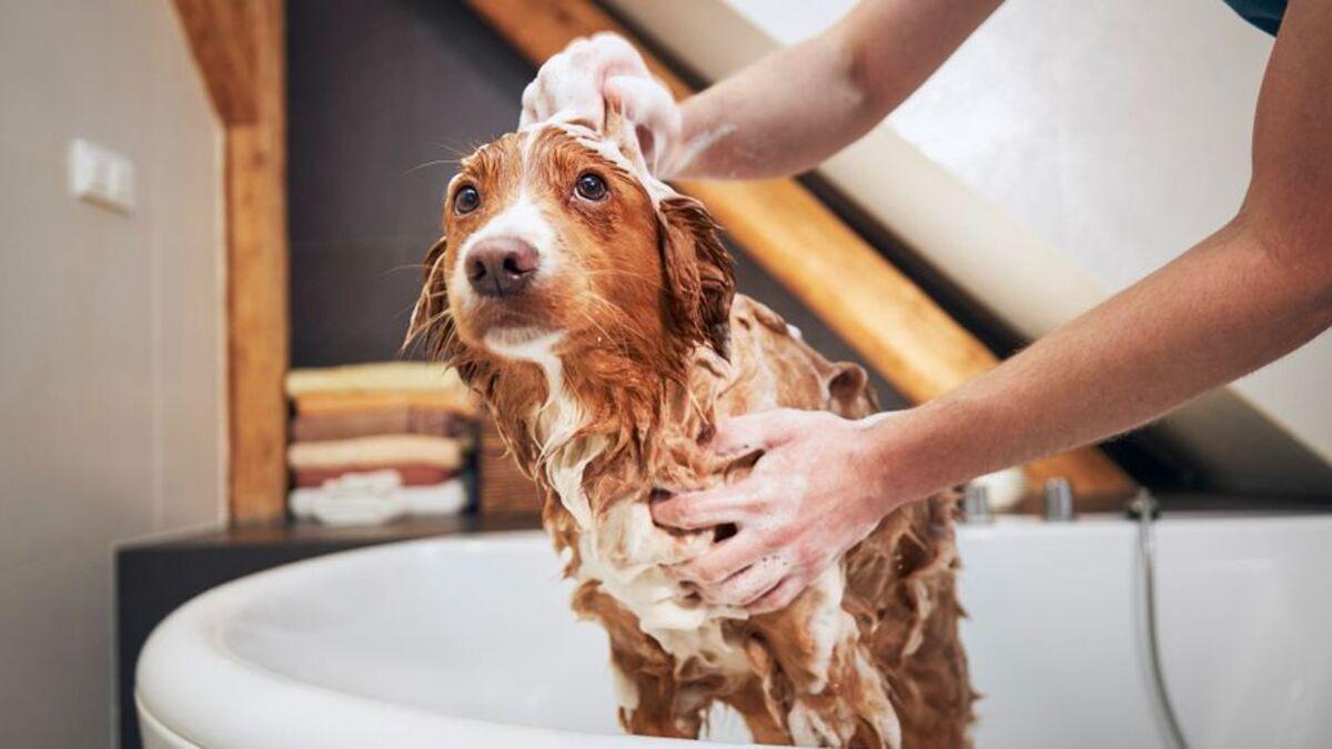 Un perro durante el baño