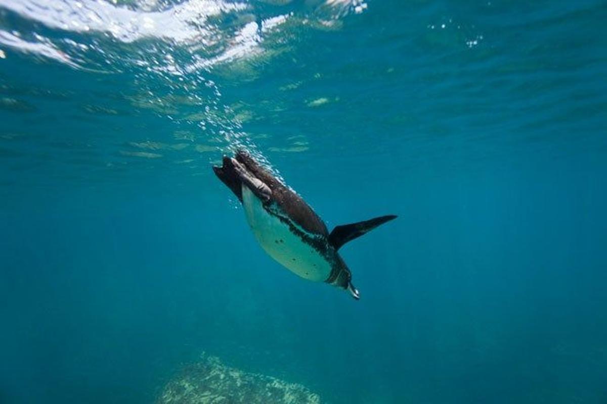El pingüino de las Galápagos es endémico del archipiélago y el único del Hemisferio Norte.