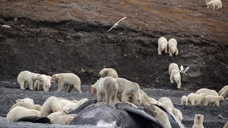 Imágenes de animales polares en su hábitat