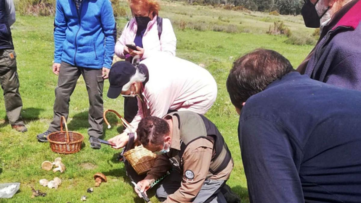 Una salida micológica al campo este año en la que José Miguel Juan explica las especies recogidas. | E. P.