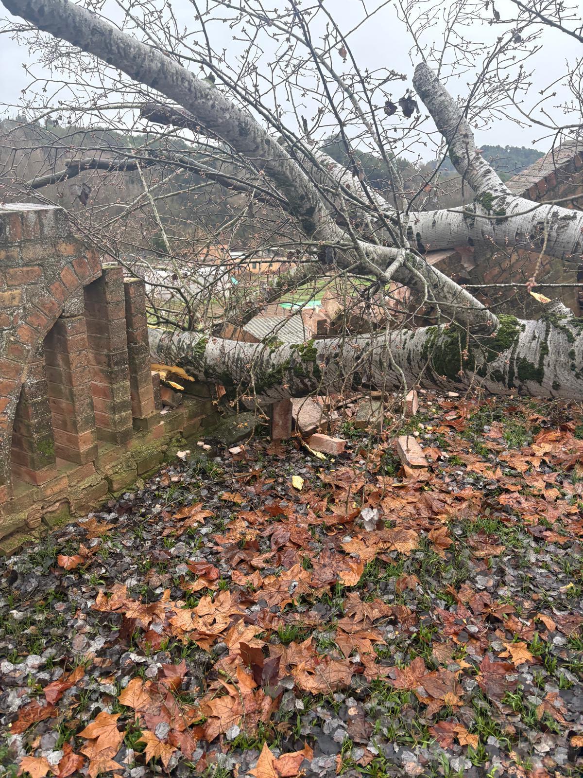 Arbre caigut a l'Ametlla de Merola, a la zona de la Miranda