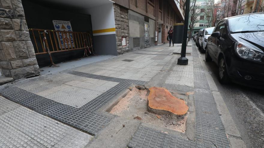 Críticas vecinales a la tala en la calle Almagro de uno de sus árboles más longevos