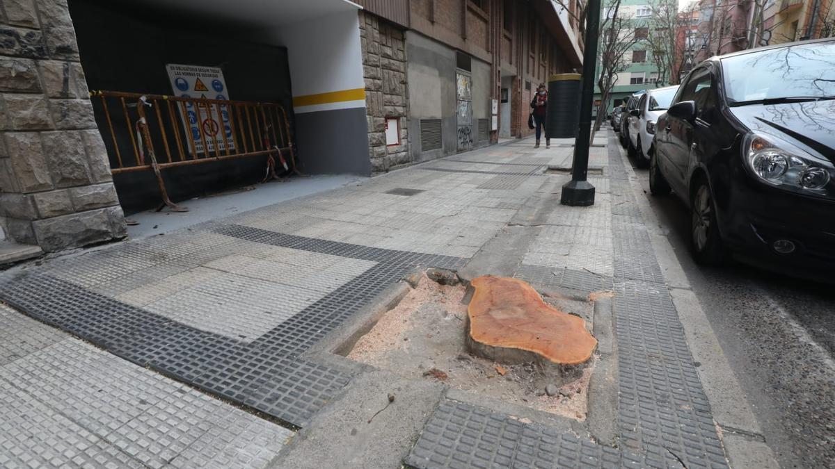 El platanero llevaba en la calle más de 50 años.