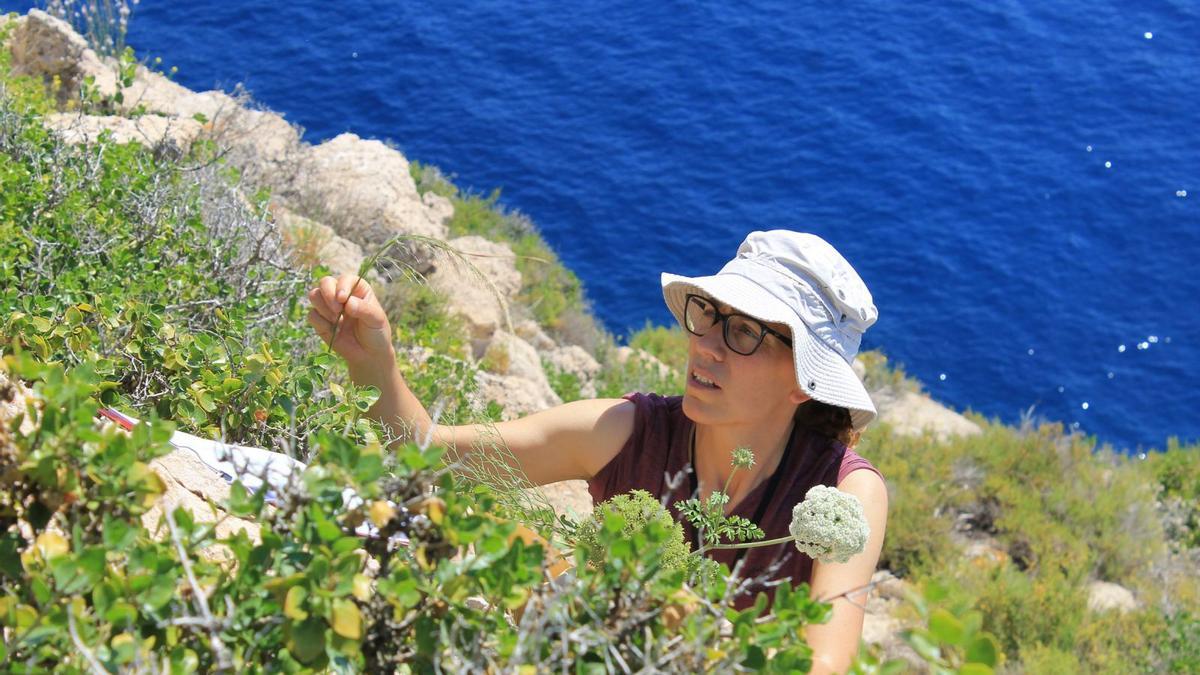 La doctora Joana Cursach recoge plantas en un acantilado.