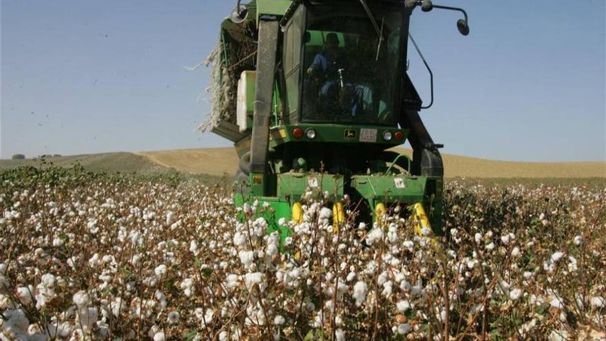 Las altas temperaturas adelantarán la campaña de recolección del algodón