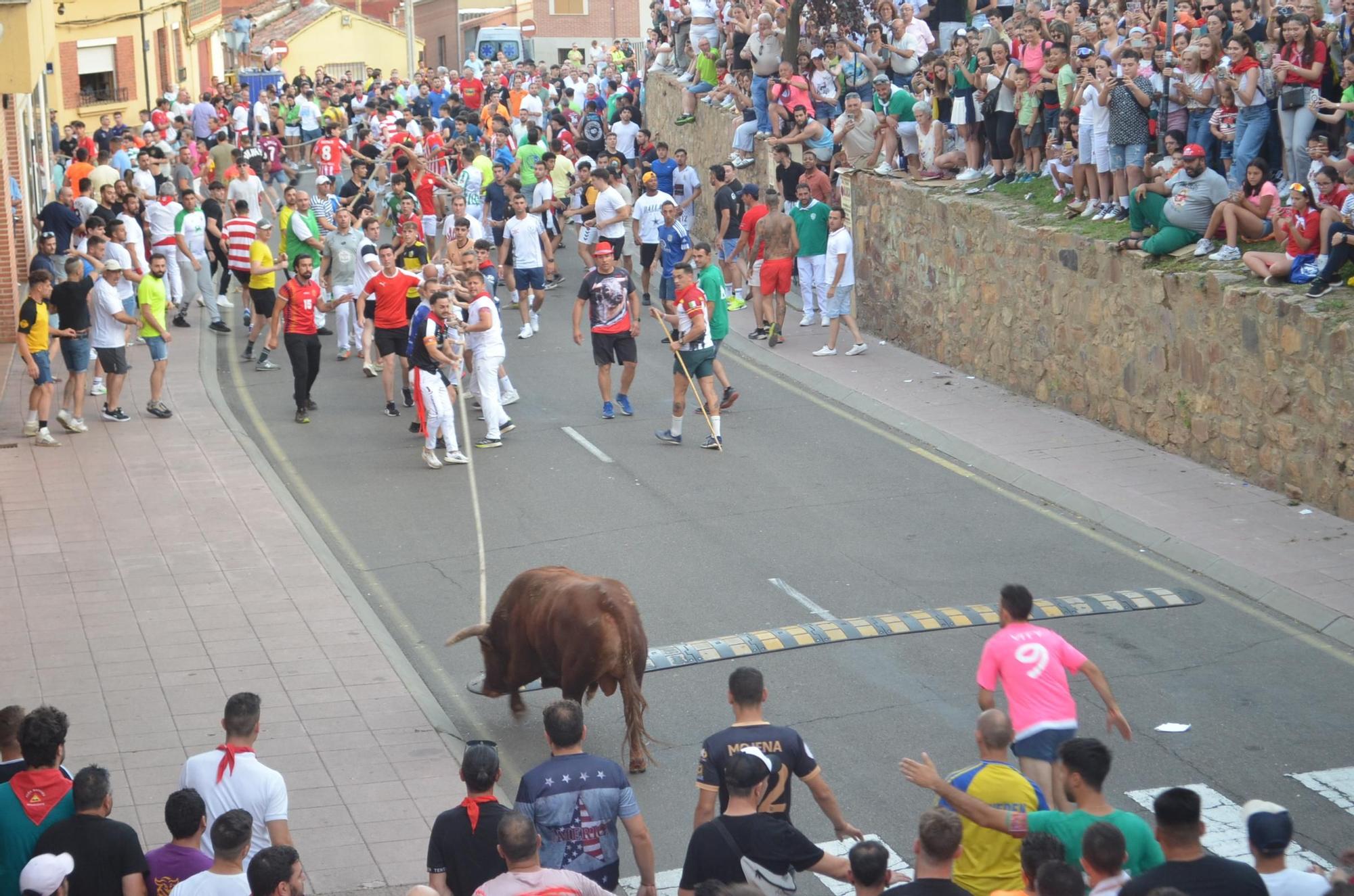 Así ha sido la carrera del torito Espléndido en Benavente