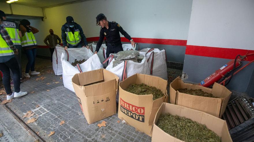 ¿Marihuana o cáñamo industrial?