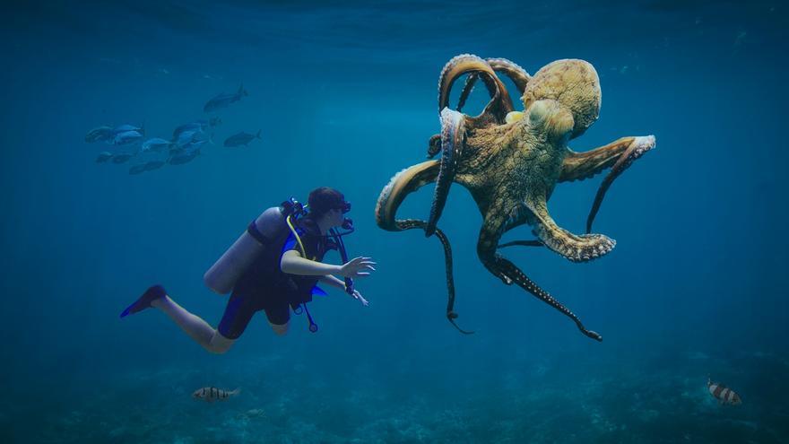 Descubren que los pulpos podrían soñar como los humanos