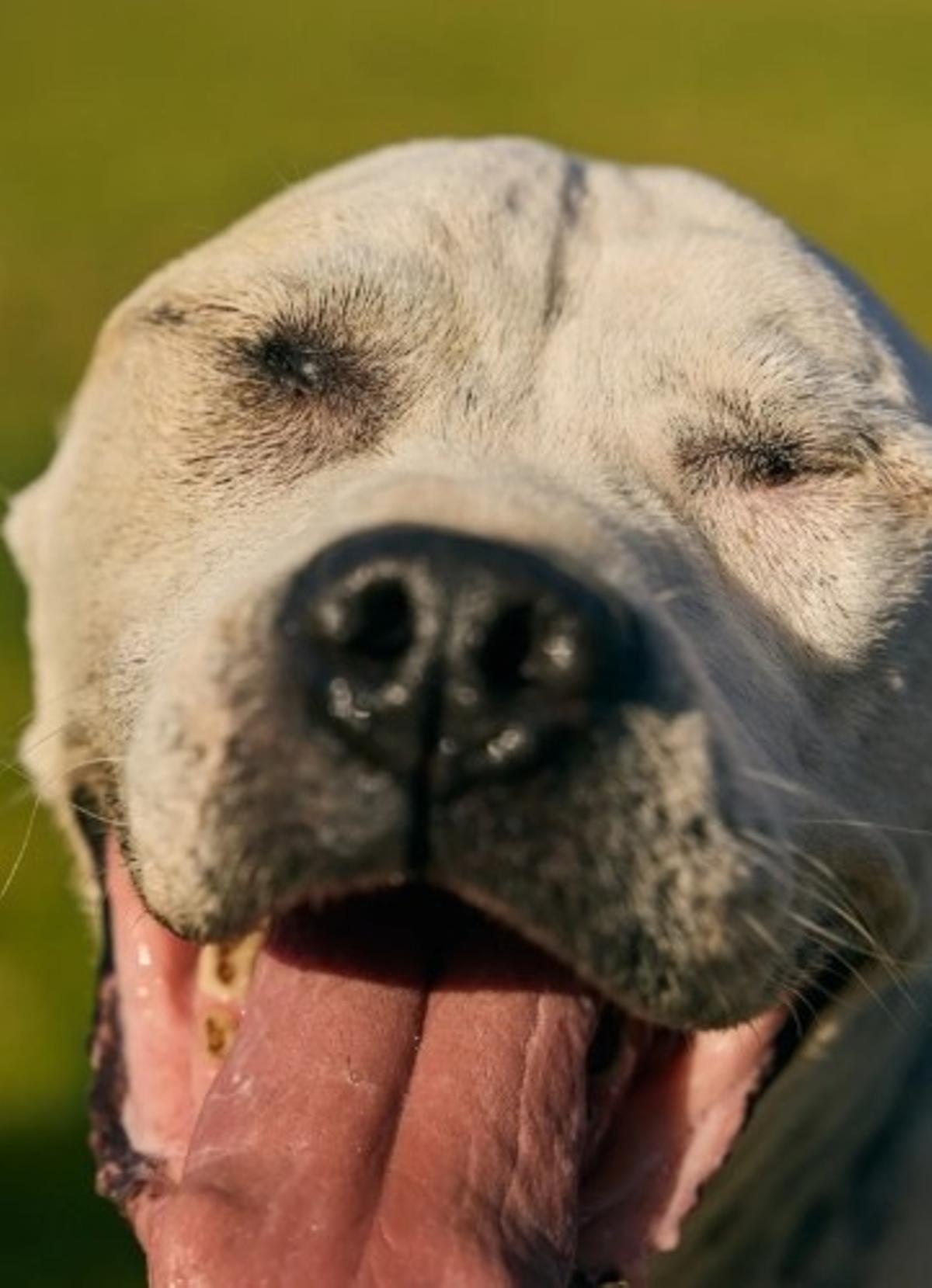 Perro senior a la espera de ser adoptado.