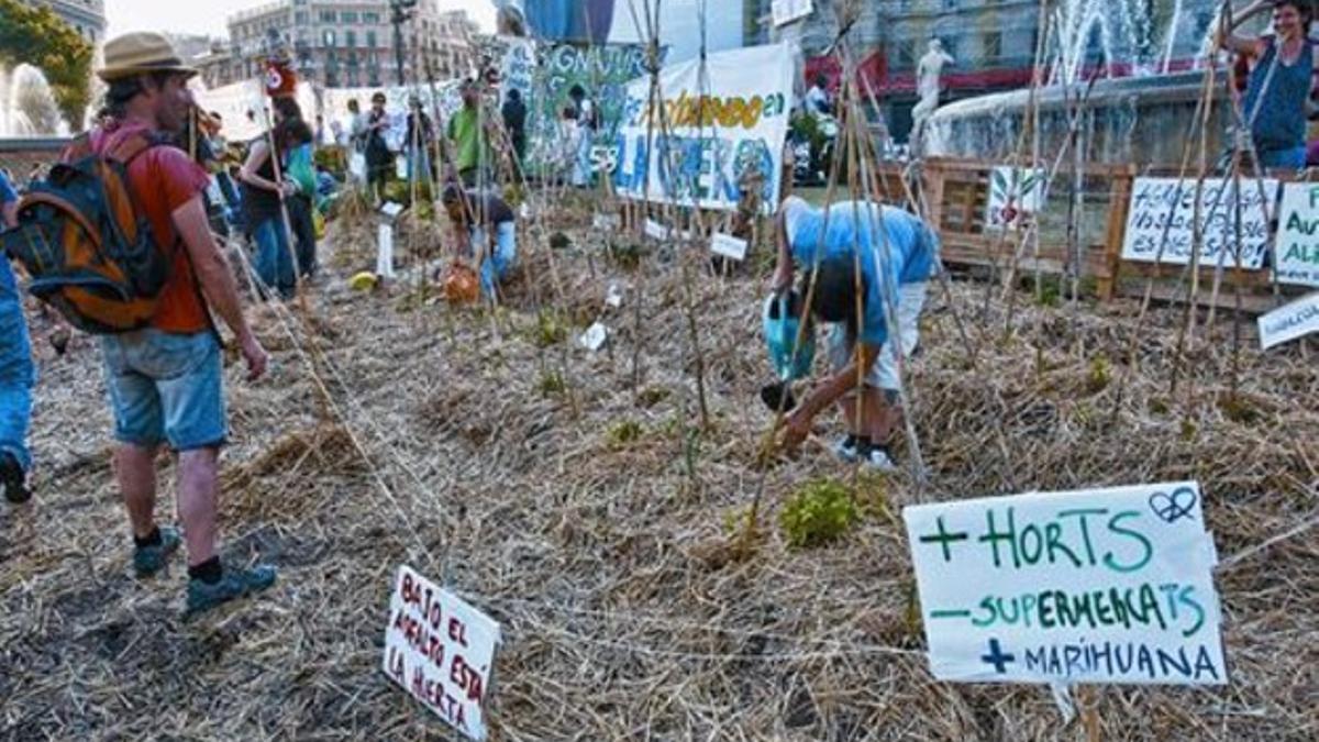 Indignados trabajan en el huerto urbano que algunos acampados han plantado en la plaza de Catalunya, ayer.