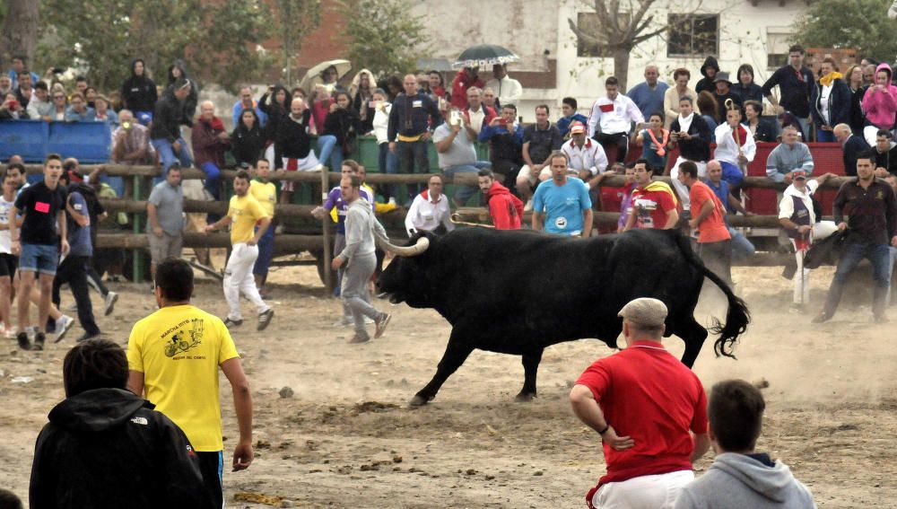 Toro de la Peña en Tordesillas