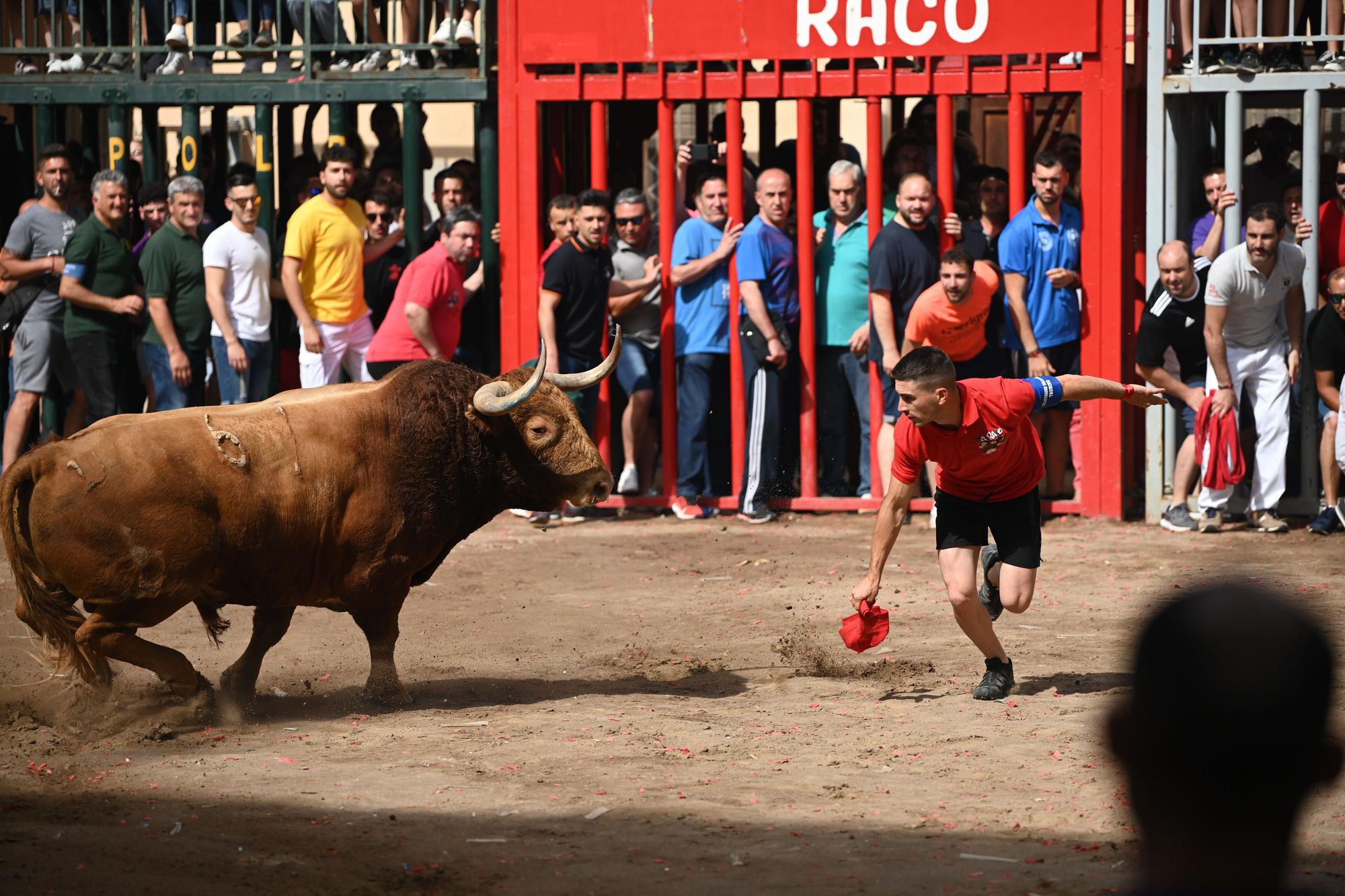 GALERÍA I Primer día de Bou per la Vila en Almassora con gran ambiente festivo en el recinto