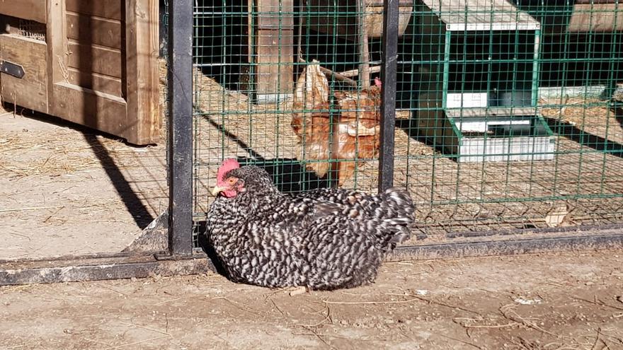 Gallinas en una explotación gijonesa.