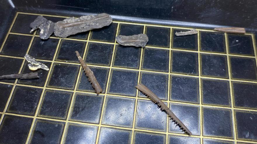 Algunos de los huesos y mandíbulas estudiados de Cteniogenys un reptil semiacuático semejante a un cocodrilo que vivió en Portugal hace 150 millones de años.