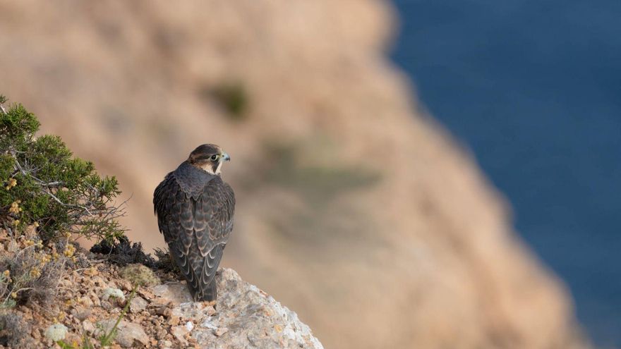 Halcón peregrino fotografiado en los acantilados de es Amunts. / CAT