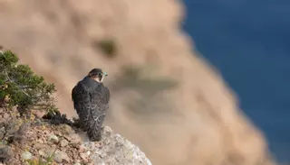 Coses Nostres: El dios Horus en los acantilados de Ibiza