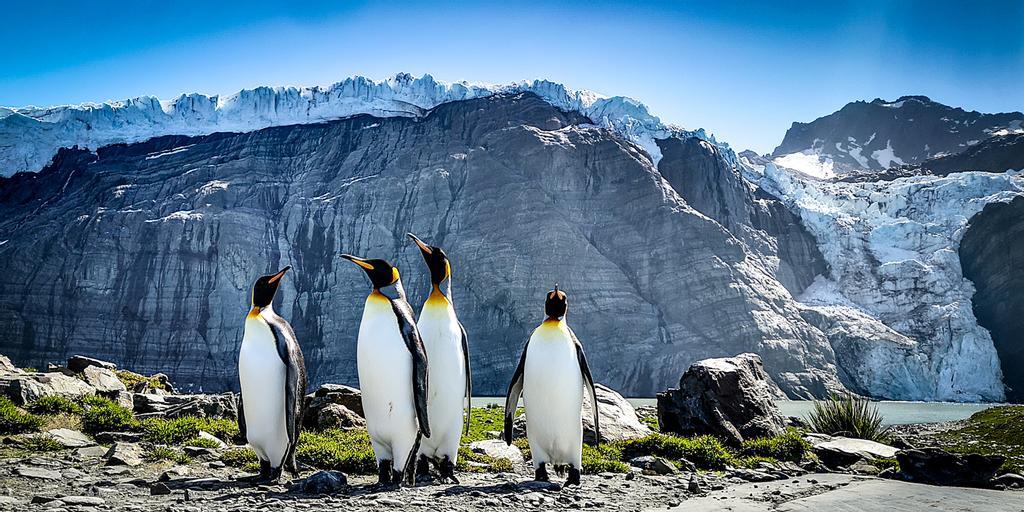 Pingüinos en las Islas Georgias del Sur