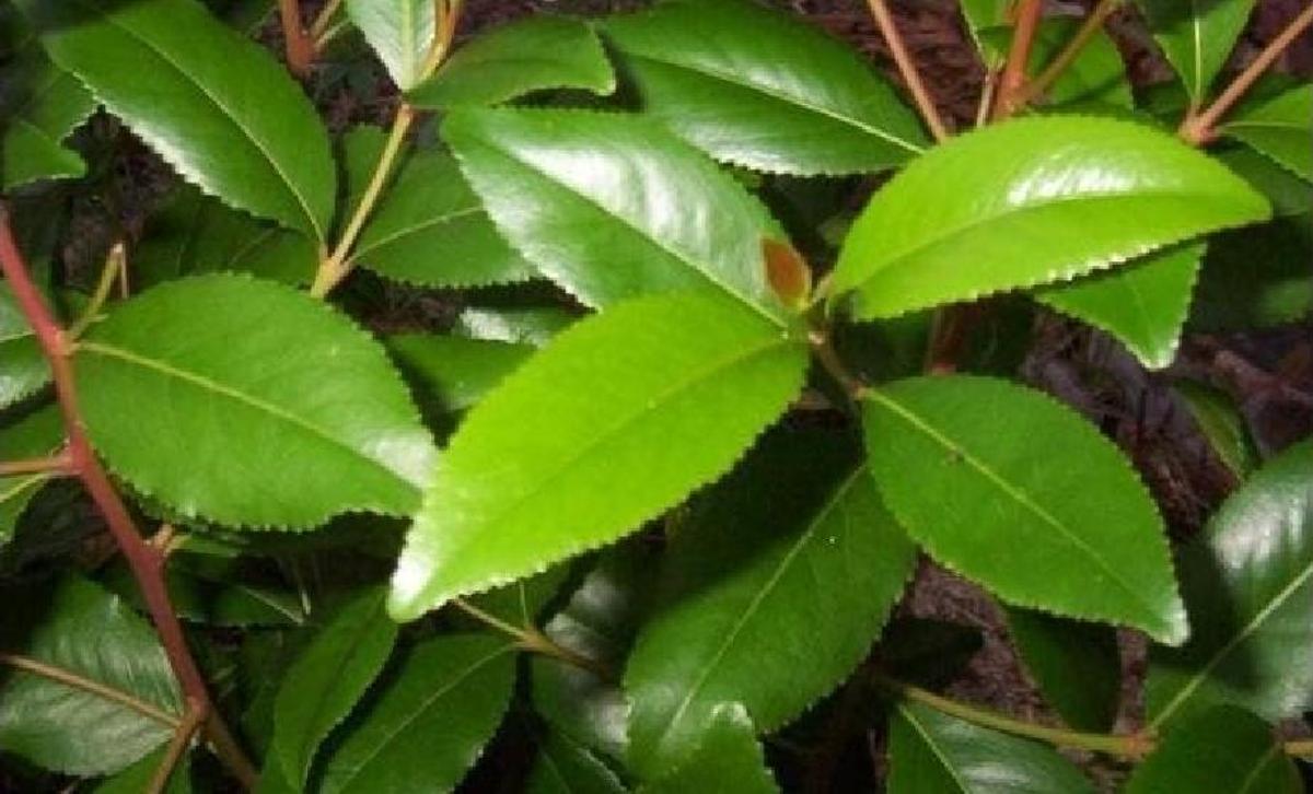 Hojas de Khat, arbusto con propiedades psicoactivas.