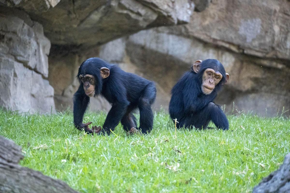 Las crías de chimpancé Ekon y Cala en la selva ecuatorial de BIOPARC Valencia