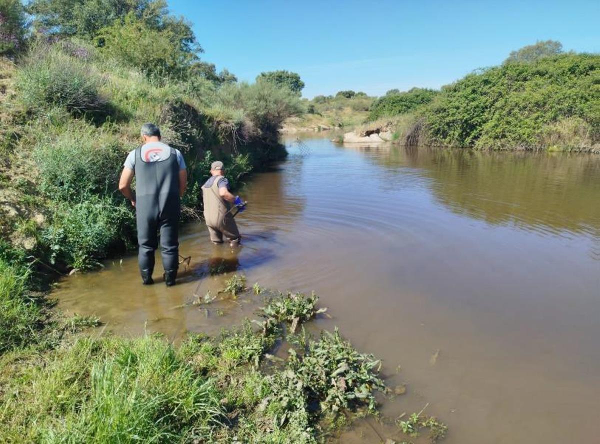 Trabajos de pesca eléctrica en uno de los cauces conectados con el embalse de Alcollarín.
