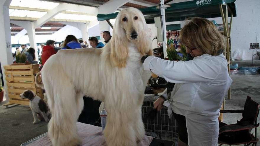 El galgo afgano &quot;Calamus Celebrity&quot;, el año pasado, preparándose en la feria de Tineo.