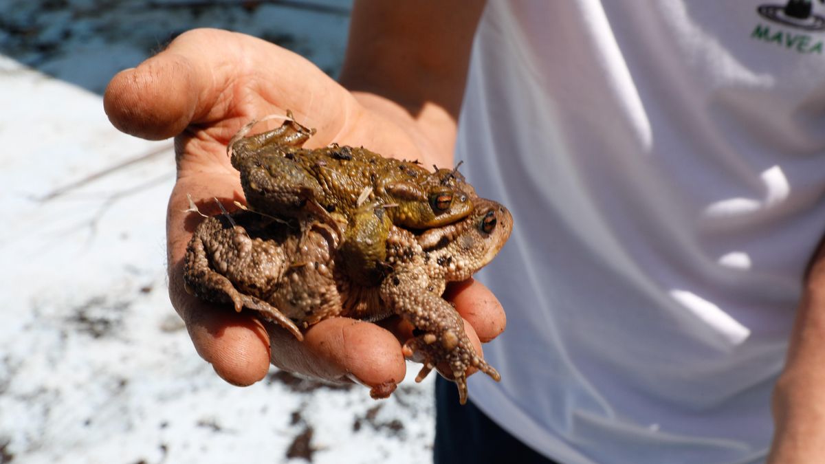 Uno de los anfibios rescatados de la piscina de Sollovio.