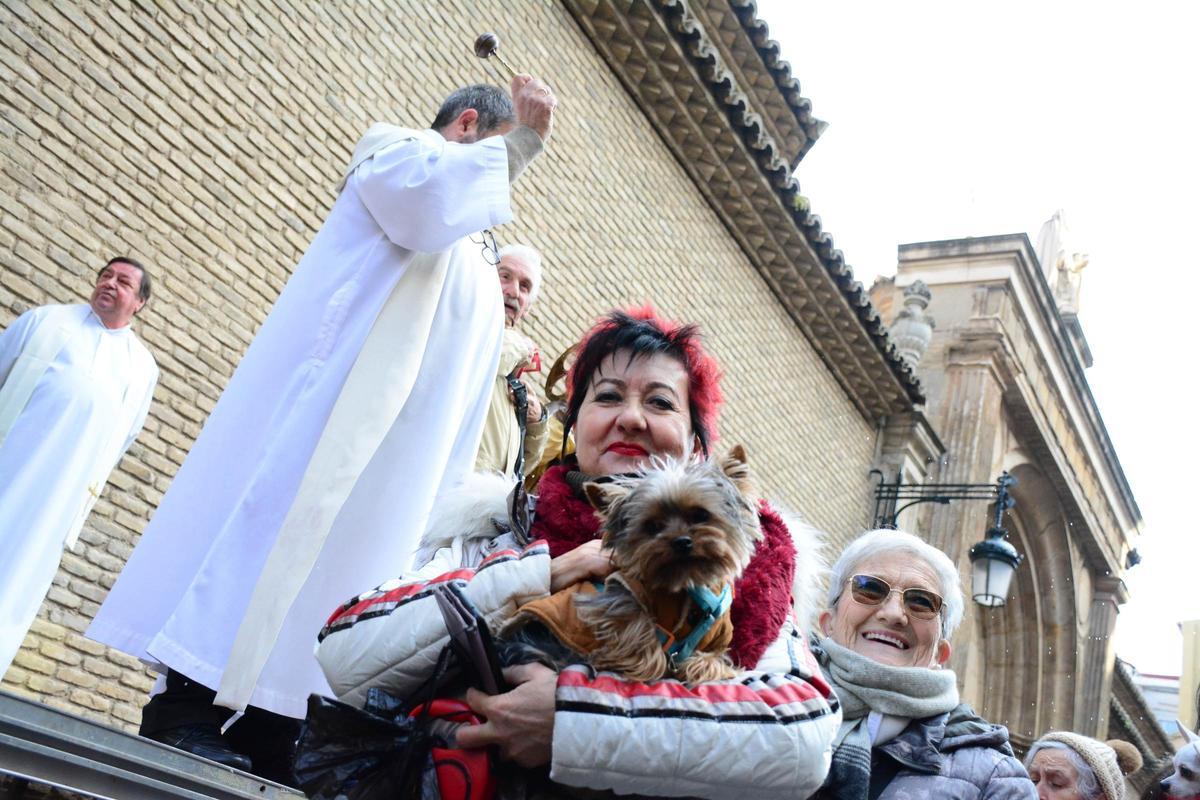 En imágenes | Bendición de los animales por San Antón en la iglesia de San Pablo