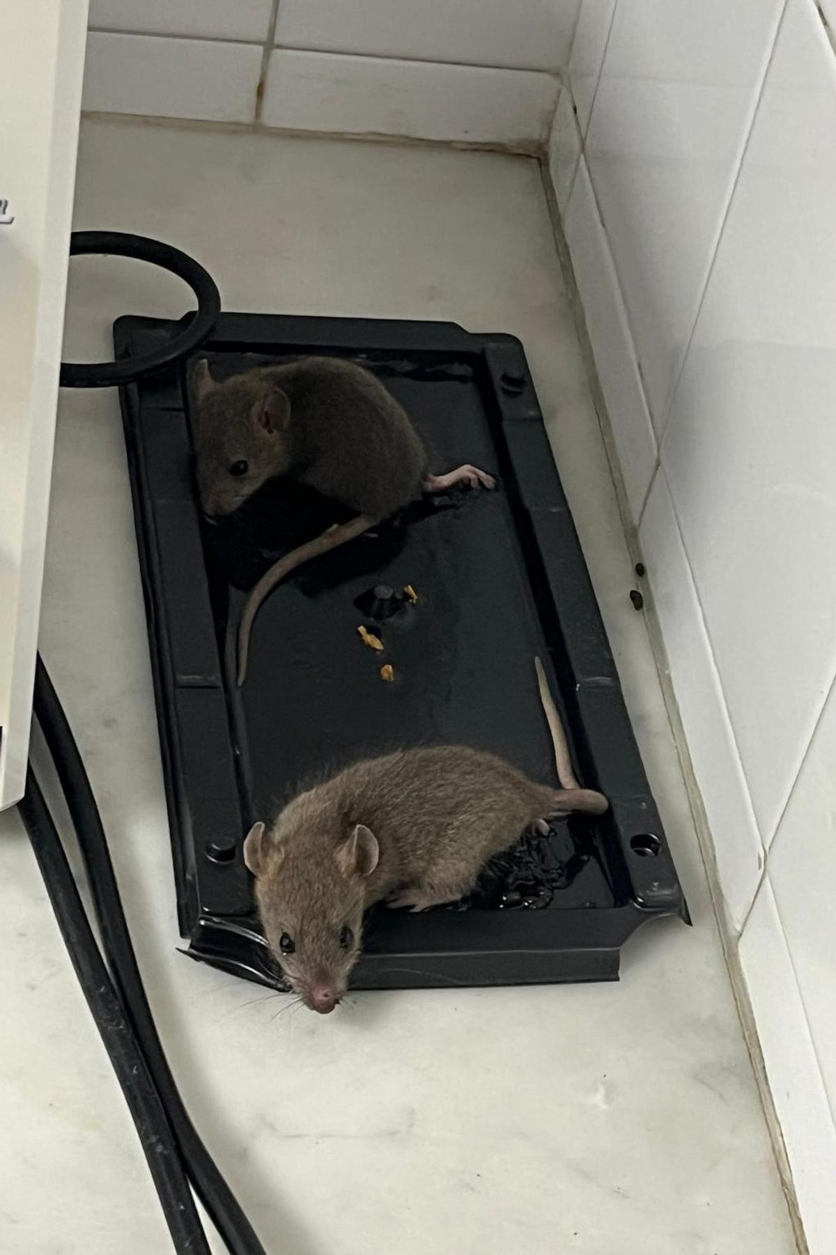 Rates al CAP de Santa Coloma de Farners, el setembre passat.