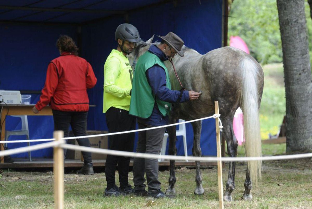El salmón ‘cabalga’ junto al Liñares