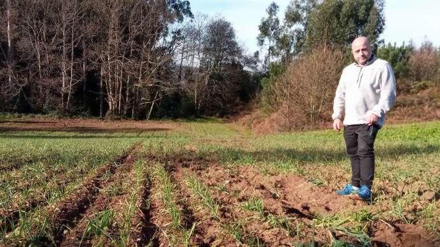 Alejandro García, en una finca de Coirós que sufrió daños por las incursiones del jabalí.