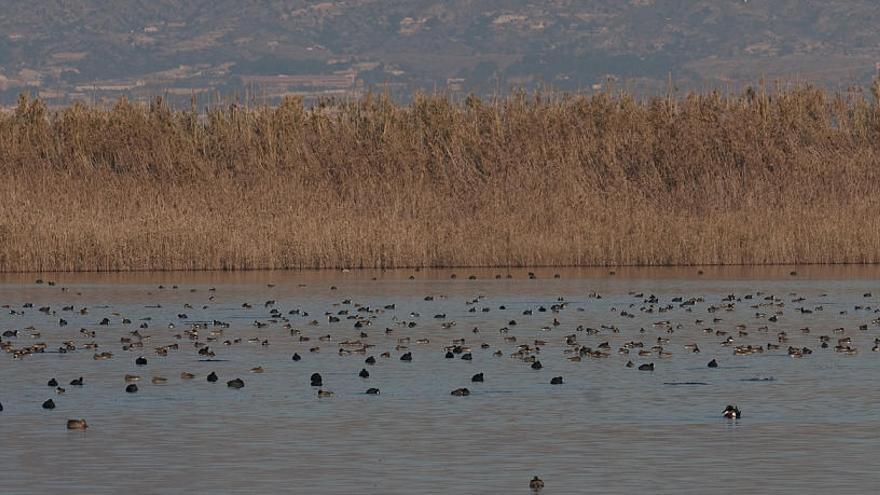 Ecologistas denuncian un exceso de caza de aves en los cotos de El Hondo