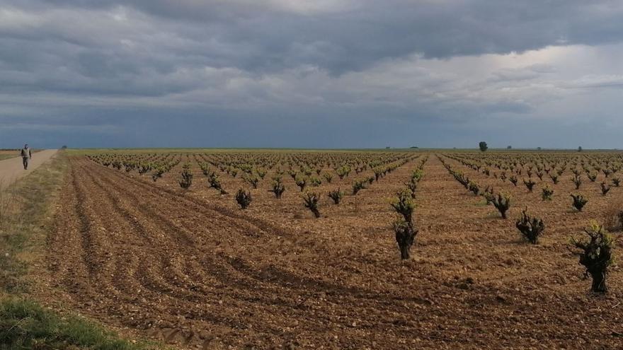 La elevada edad media de los vitivinicultores dificulta el relevo generacional en Toro